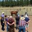 group equine therapy