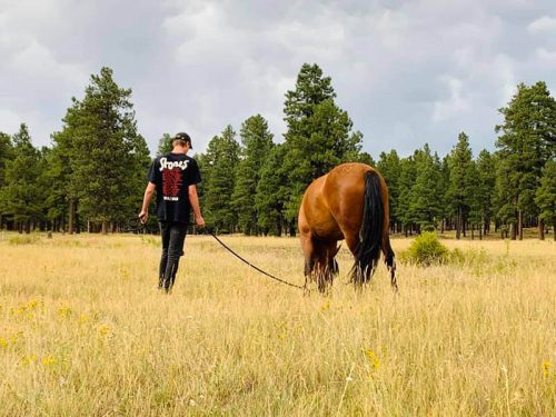 product - life coaching - boy with horse in field