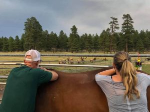 product - therapy - horses in a field