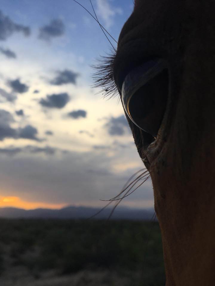 Rancho Milagro horse